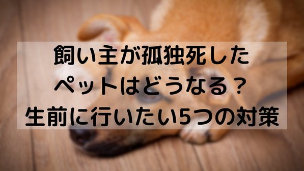 飼い主が孤独死したペットはどうなる?生前に行いたい5つの対策