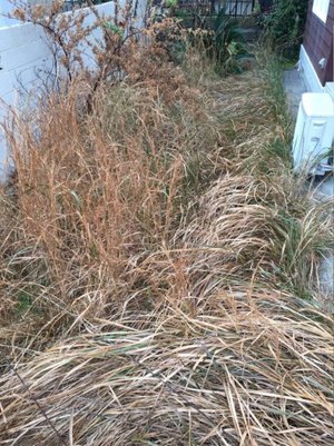 草刈りサービス(三木市志染町)の施工前