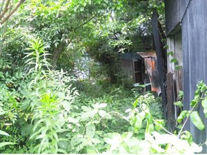 庭の整備の施工前