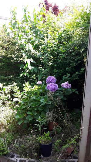 空き家のお庭片付け・家財整理の施工前