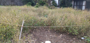 空地全体の草刈りの施工前