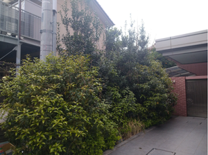 剪定・伐採作業の施工前