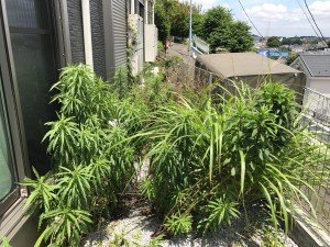 草むしり 横浜市神奈川区白幡南町の施工前