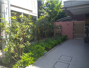 剪定・伐採作業の施工後