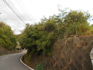 【約200坪】伐採・草刈り作業の施工前