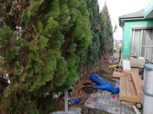 【お庭50平米】庭木の伐採・不要物撤去(110,000円)の施工前