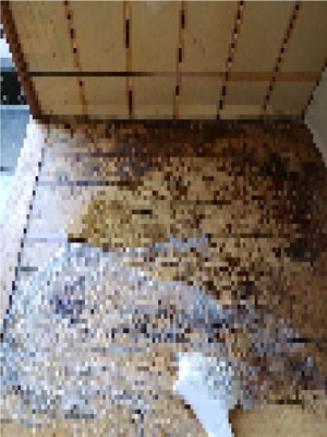 故人宅の特殊清掃、害虫駆除までの施工前