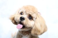 新サービス:ペットの幸せ探しのお手伝い