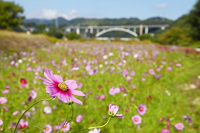 神奈川県相模原市中央区の遺品整理の特徴