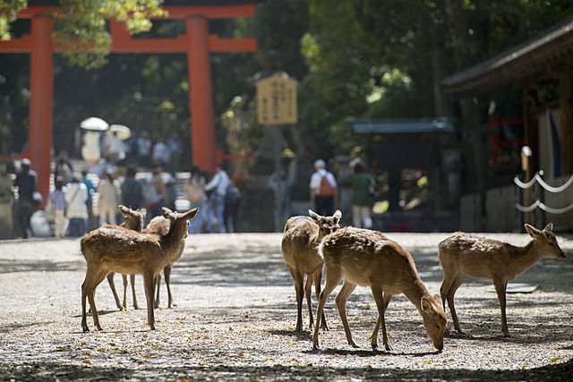 奈良県の遺品整理の特徴